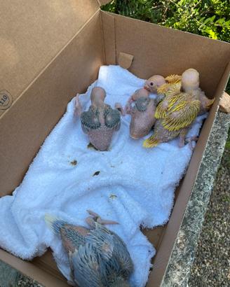 Parrocchetti dal collare