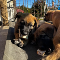 Pastore belga malinois