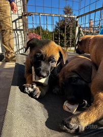 Pastore belga malinois