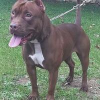 Pit Bull femmina