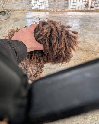 Lagotto romagnolo femmina