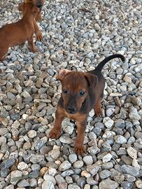 Cuccioli di Pinscher