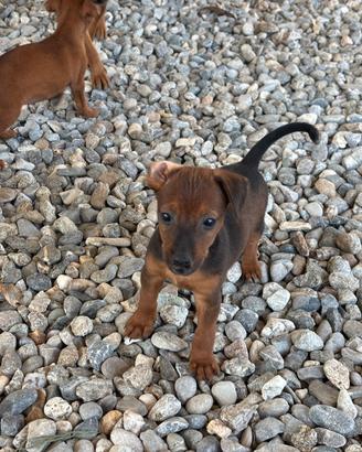 Cuccioli di Pinscher