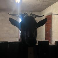 Capra camosciata delle alpi maschio