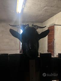 Capra camosciata delle alpi maschio