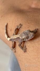 Geco Crestato-Dark Tricolor Harlequin (Lilly Line)