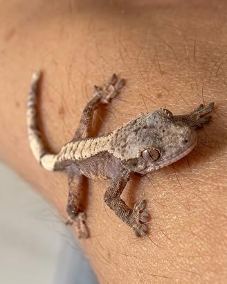 Geco Crestato-Dark Tricolor Harlequin (Lilly Line)