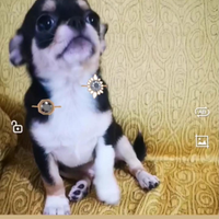 Chihuahua maschietti e femmina