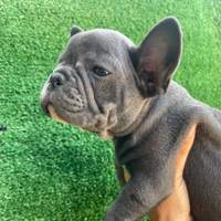 Bulldog francesi