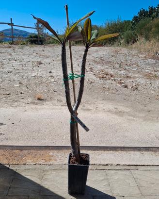 Black Tiger plumeria 