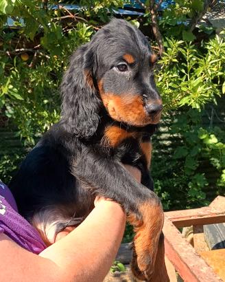 Cuccioli setter Gordon migliori linee europee
