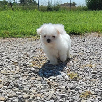 Cucciolo maltese maschio