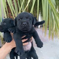 Labrador retriever