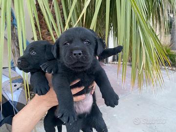 Labrador retriever