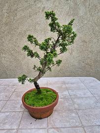 Bonsai