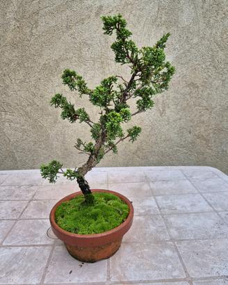 Bonsai