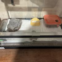 Geco Leopardino ( Cucciolo