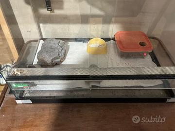 Geco Leopardino ( Cucciolo