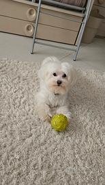 Maltese per monta