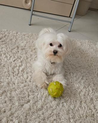 Maltese per monta