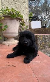 Pastore tedesco cuccioli