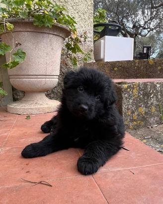 Pastore tedesco cuccioli