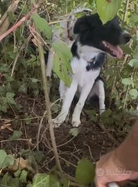 Border Collie da tartufi