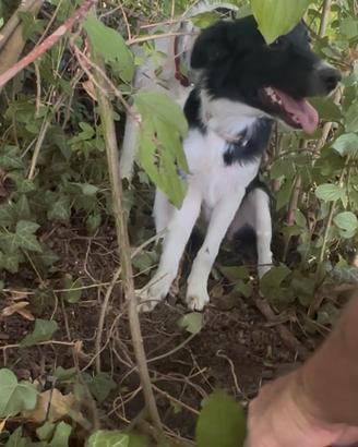 Border Collie da tartufi