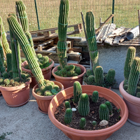 Cactus diverse misure e anni