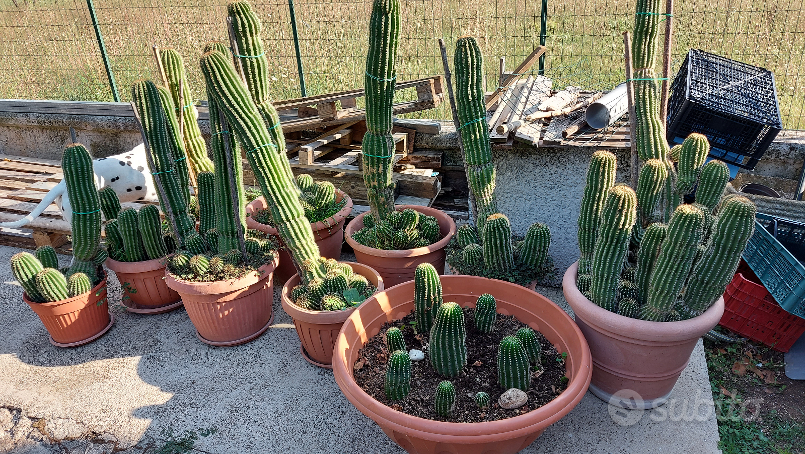 Cactus diverse misure e anni - Giardino e Fai da te In vendita a Frosinone