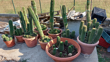 Cactus diverse misure e anni
