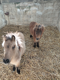 Coppia pony falabella