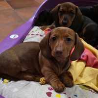 Bassotti fulvi con pedigree