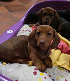 Bassotti fulvi con pedigree