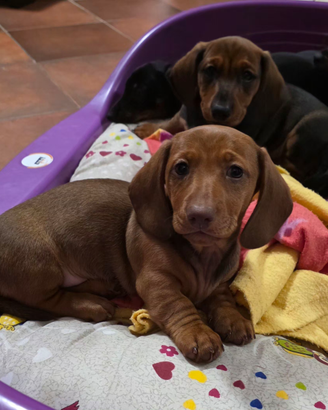 Bassotti fulvi con pedigree