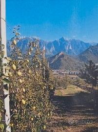 Terreno frutteto