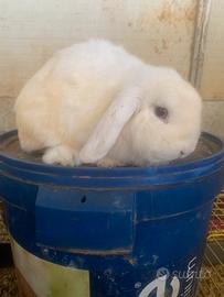 Coniglio ariete Minilop