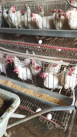 Galline