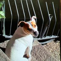 Jack russel