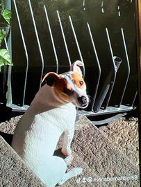 Jack russel