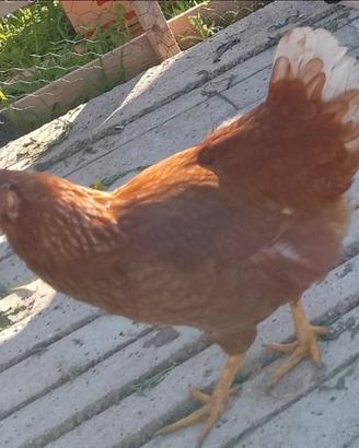Galline ovaiole