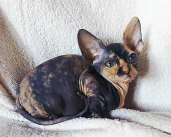 Gattina don sphynx gomma( consegna)