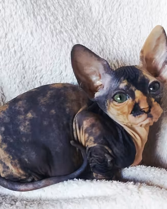 Gattina don sphynx gomma( consegna)