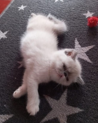 Exotic Shorthair