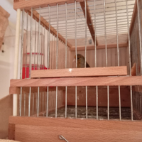 Incardellato di passata