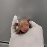 Maltipoo Taglia Piccola