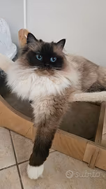 Gatte ragdoll seal mitted