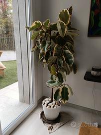 ficus