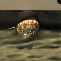 Lumache Acquario Marino