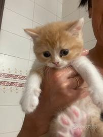 Gattini